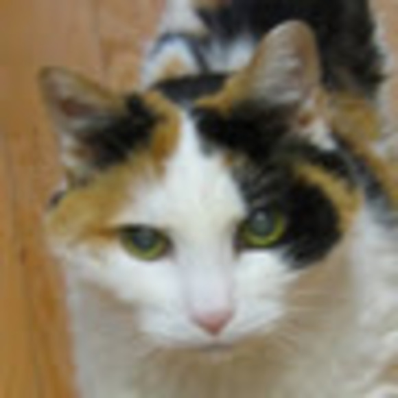 Meet your Posher, Coco - Picture 1 of 1